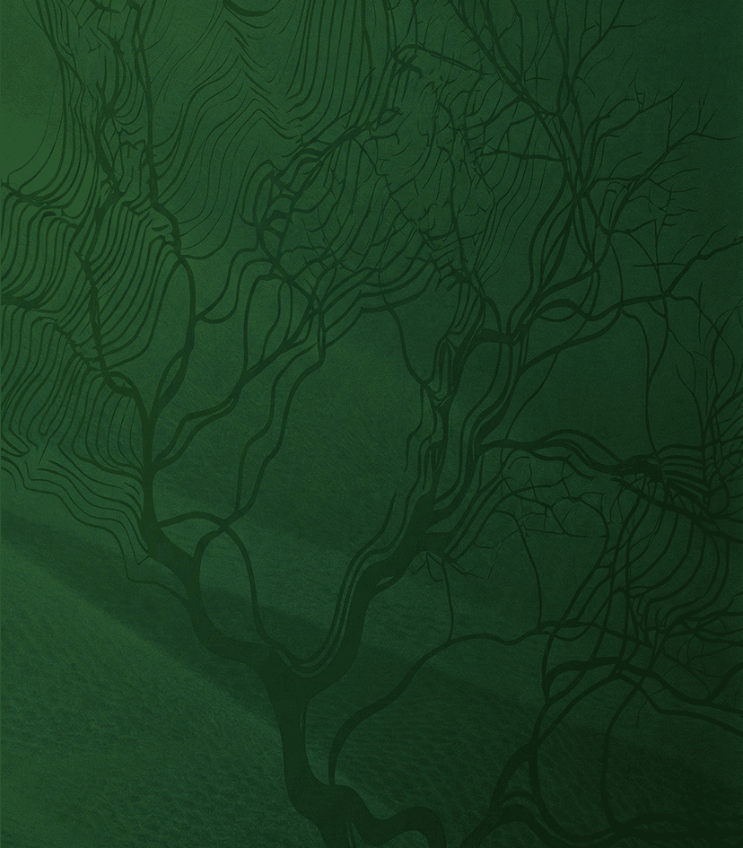 Carteira de Dividendos 